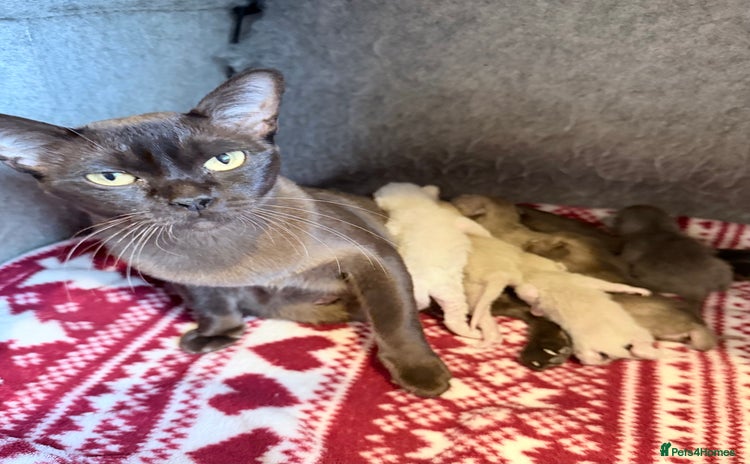 Burmese cats - Advert 1