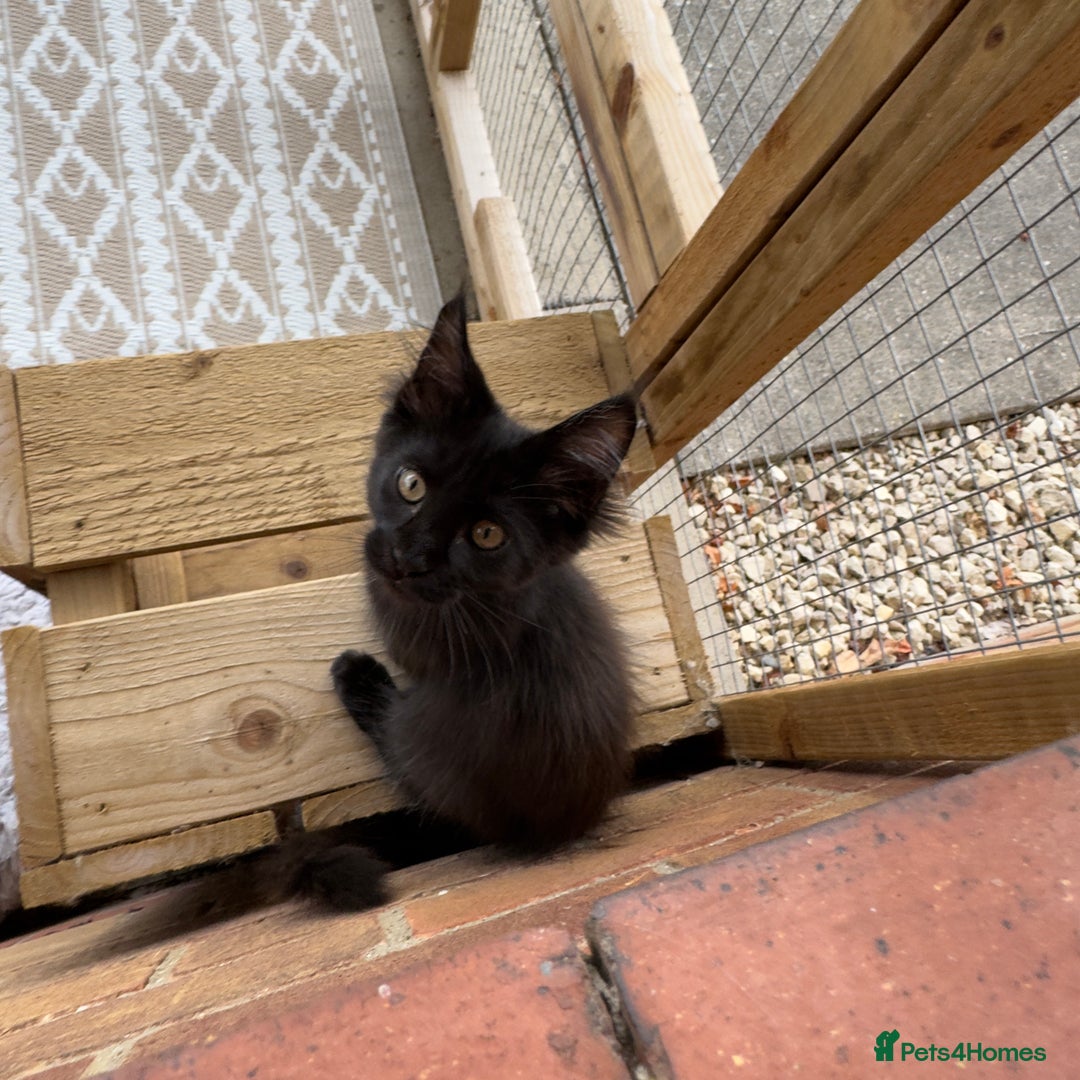 Maine Coon cats for sale: Purr Machines Ready Now - GCCF Reg Maine Coons - Image 16
