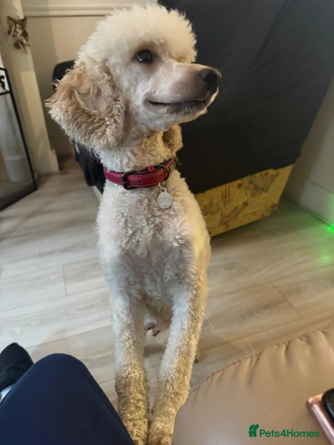 Cavapoo dogs for sale: Cavapoos F1B  For  Sale  - Advert 1