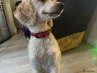 Cavapoo dogs Cavapoos F1B For Sale - Advert 18