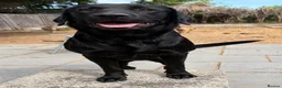 Labrador Retriever dogs for sale: 12 month old female Labrador  in Birmingham - Advert 1