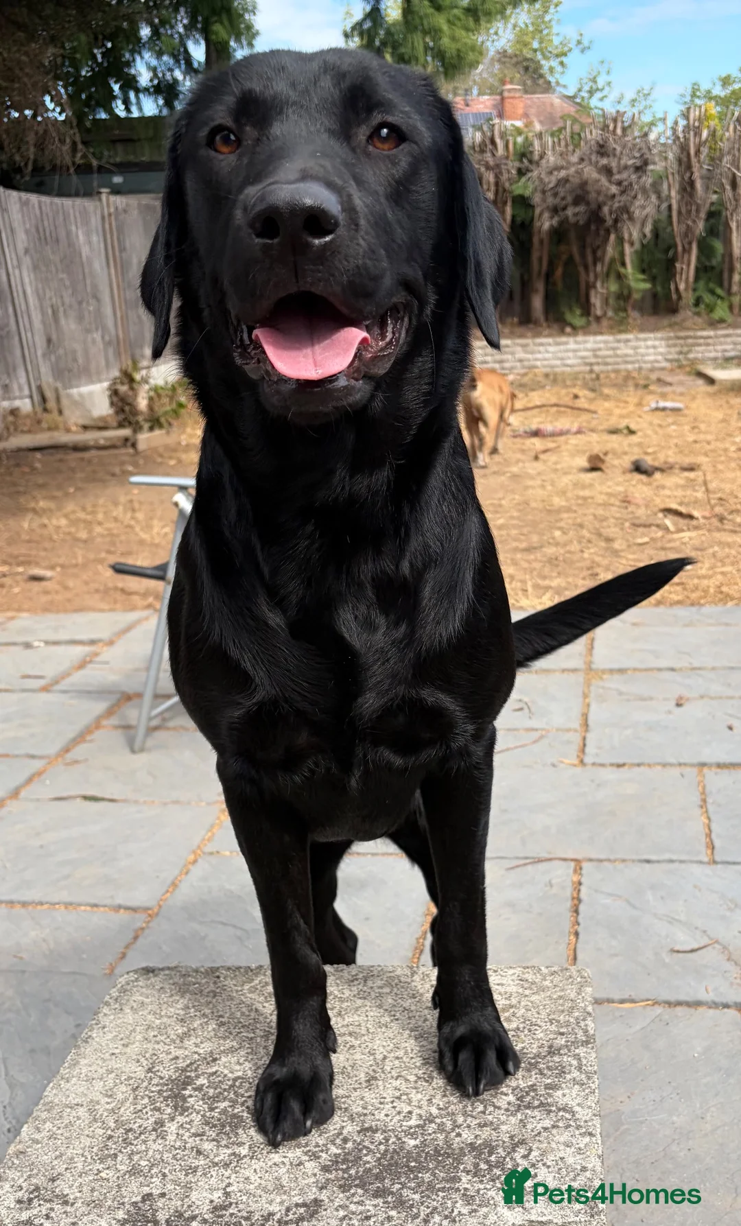 Labrador Retriever dogs for sale: 12 month old female Labrador  in Birmingham - Advert 1