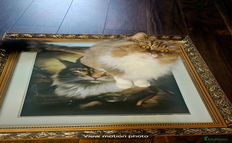 Selkirk Rex cats - Advert 6