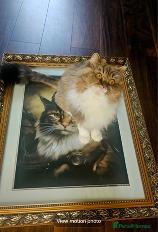 Selkirk Rex cats - Advert 1