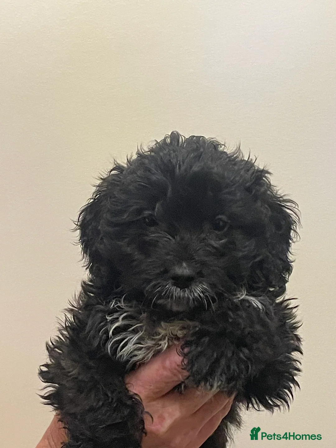 Cockapoo dogs for sale:  Cockapoo Puppies Ready for Loving Homes  - Advert 11