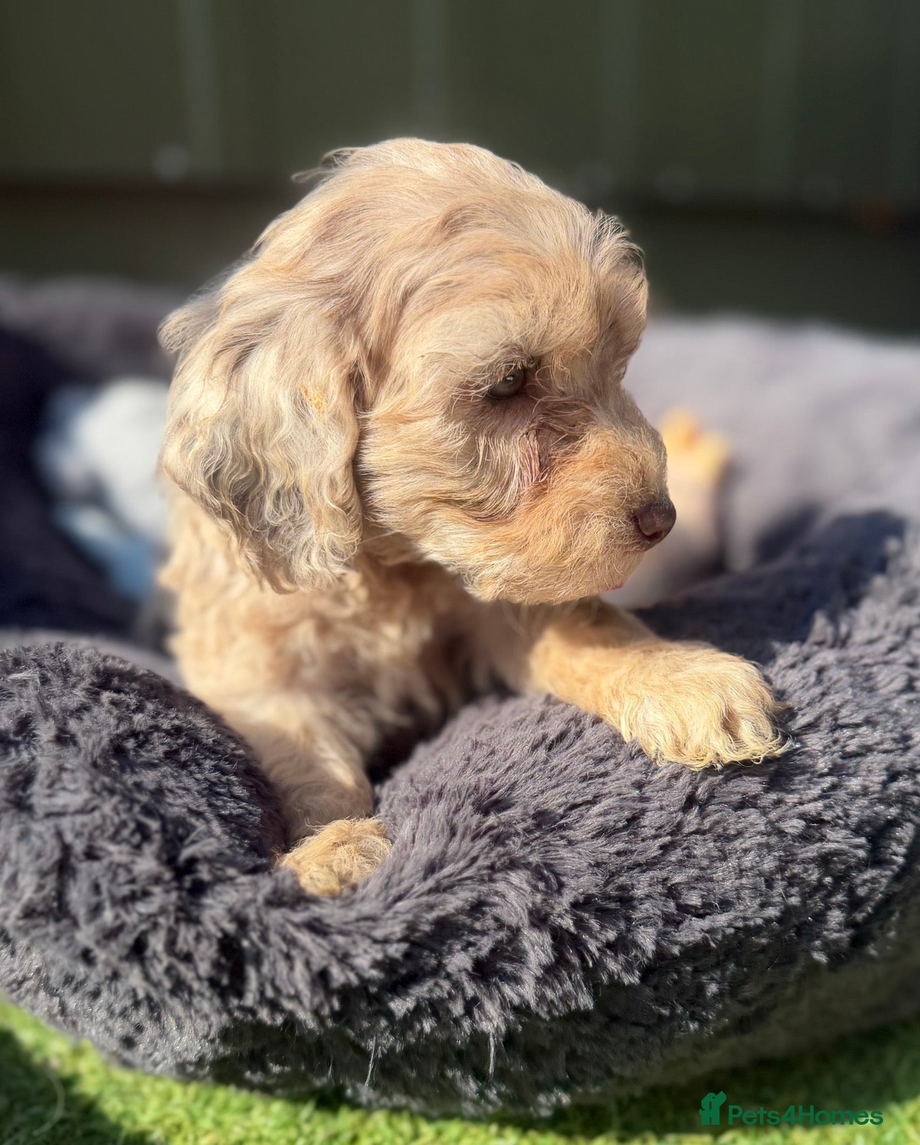 Cockapoo dogs Stunning Choc/choc Merle cockapoos - Advert 13