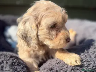 Cockapoo dogs Stunning Choc/choc Merle cockapoos - Advert 13