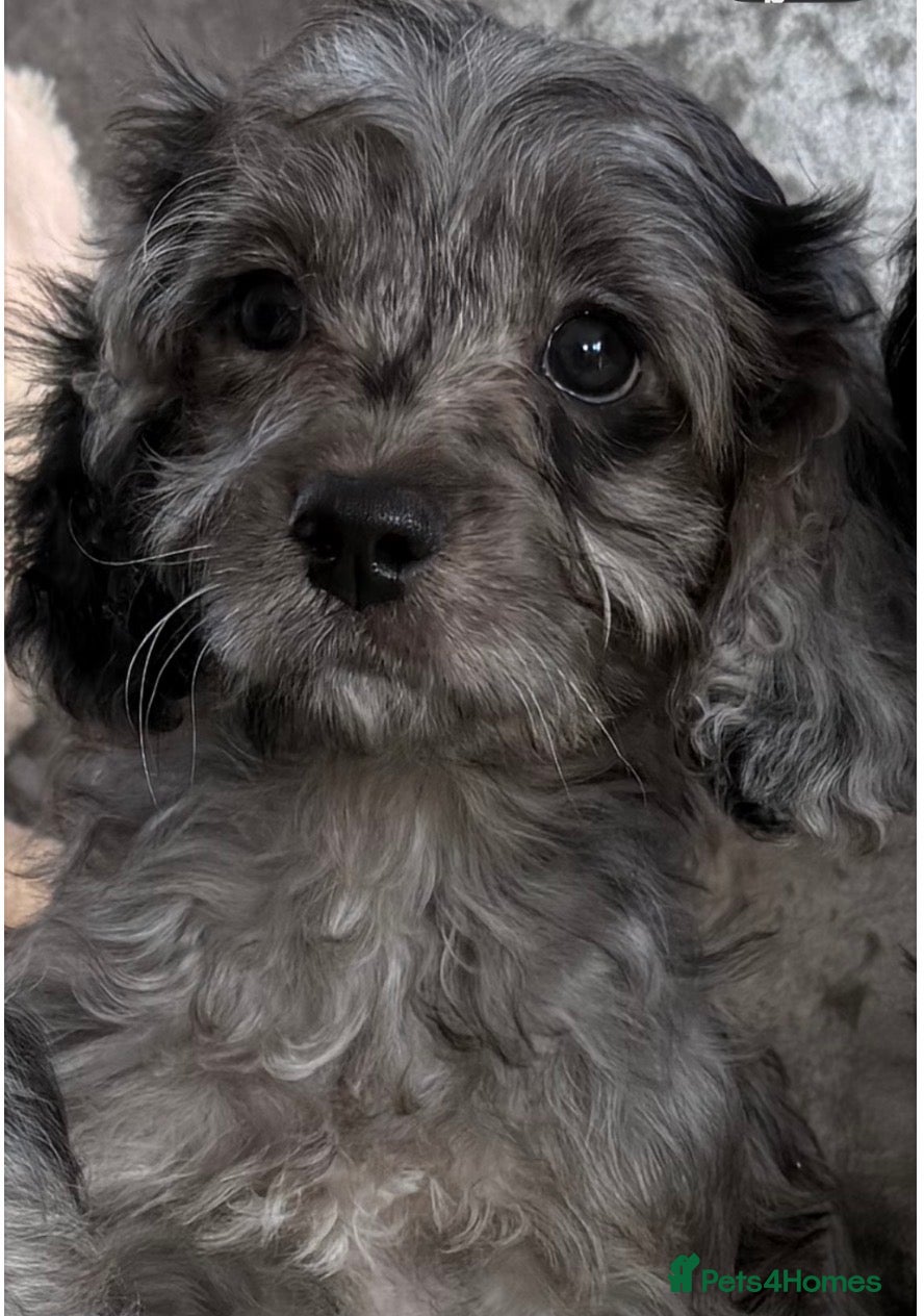 Cavapoo dogs Stunning DNA Clear Cavapoo Pups - Advert 1