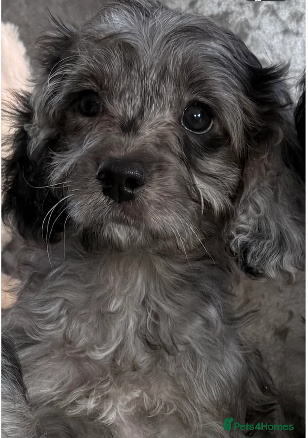 Cavapoo dogs for sale: Stunning DNA Clear Cavapoo Pups - Advert 1