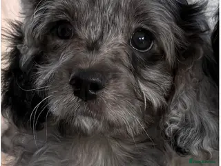 Cavapoo dogs for sale: Stunning DNA Clear Cavapoo Pups - Advert 1