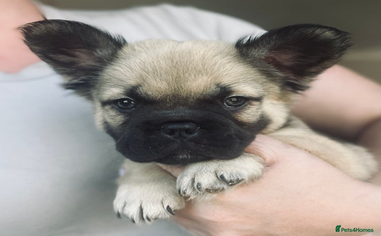French Bulldog dogs - Advert 3