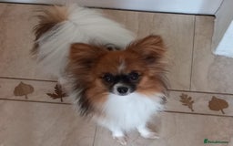 Papillon dogs for sale: 2 beautifulexamples of this beautiful breed - Advert 2