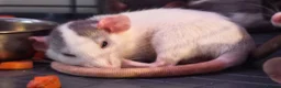 Rat rodents for sale: READY NOW! Updated. Gorgeous fancy dumbo rats - Advert 10
