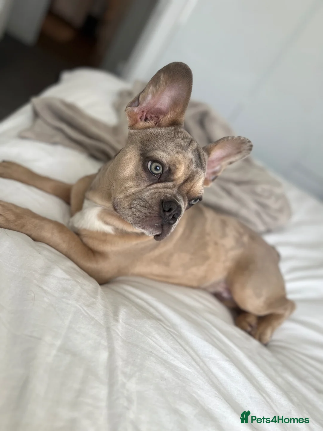 French Bulldog dogs for sale: 2 year old male French bulldog  in Wickford - Advert 1