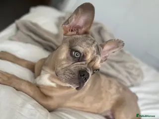 French Bulldog dogs 2 year old male French bulldog - Advert 1