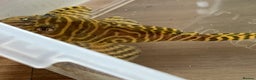 Plecos fish for sale: L333 Goldlines 1” Pleco - Advert 6