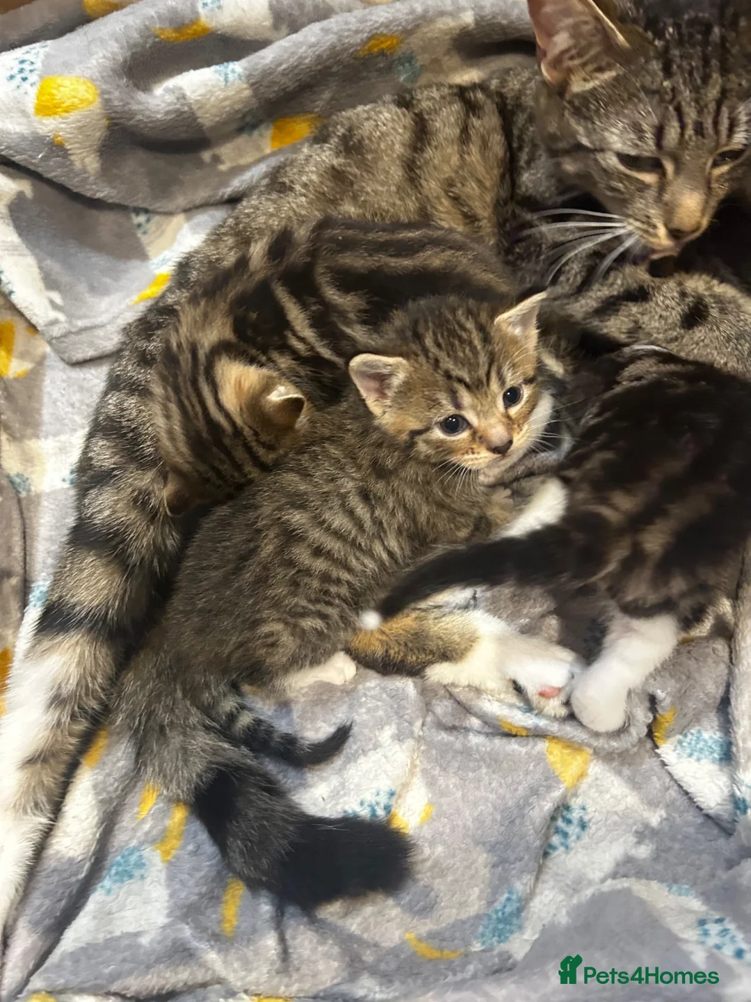 Domestic Shorthair cats for sale: Kittens for sale  - Advert 12