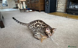 Bengal cats for sale: TICA registered bengal kittens!🐱 - Image 33