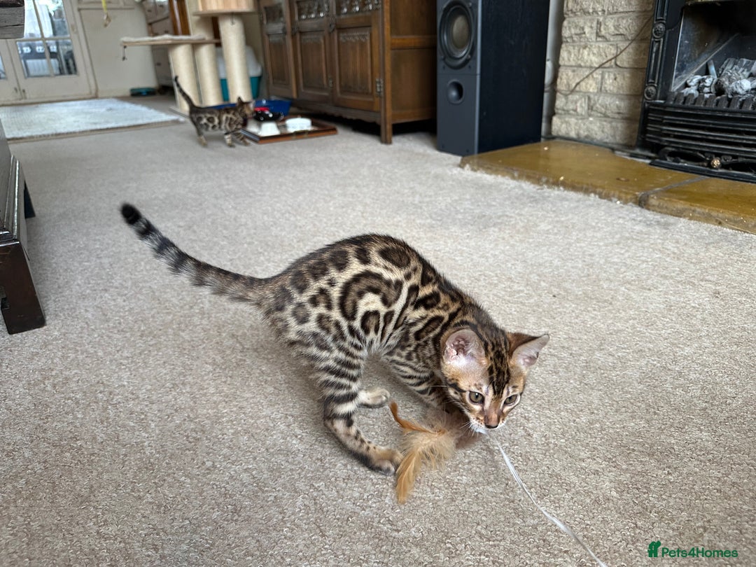Bengal cats for sale: TICA registered bengal kittens!🐱 - Image 33