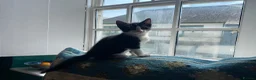 Mixed Breed cats for sale: Kittens ready now - Advert 5
