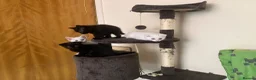 Scottish Fold cats for sale: Khao Manee & Scottish Fold kittens - Advert 18