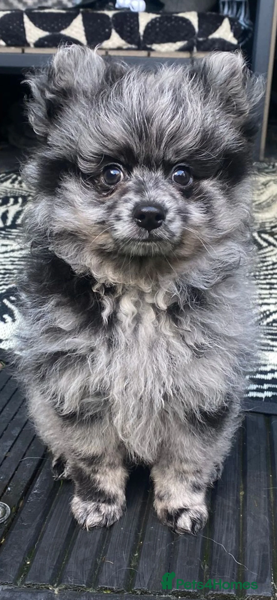 Pomeranian dogs for stud: NEXT GEN BLUE MERLE POM PUPS INCOMING - Advert 5