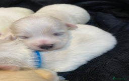 Maltese dogs for sale: Gorgeous pure white Maltese puppies! - Image 15