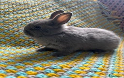 Netherland Dwarf rabbits for sale: Vaccinated Netherland Dwarf Rabbits - Image 13