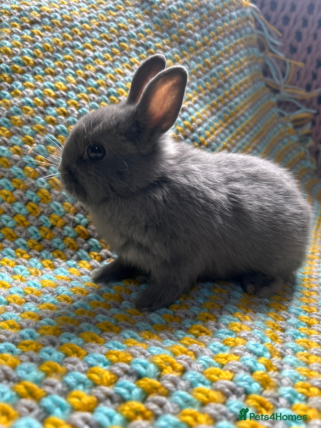 Netherland Dwarf rabbits for sale: Vaccinated Netherland Dwarf Rabbits - Image 13