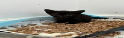 Oriental cats for sale: Oriental Kittens for sale (9 available) - Advert 10