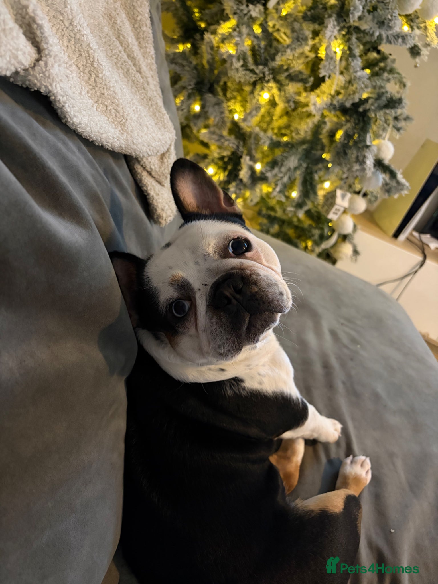 French Bulldog dogs Fully health tested French bull dog puppies  - Advert 1