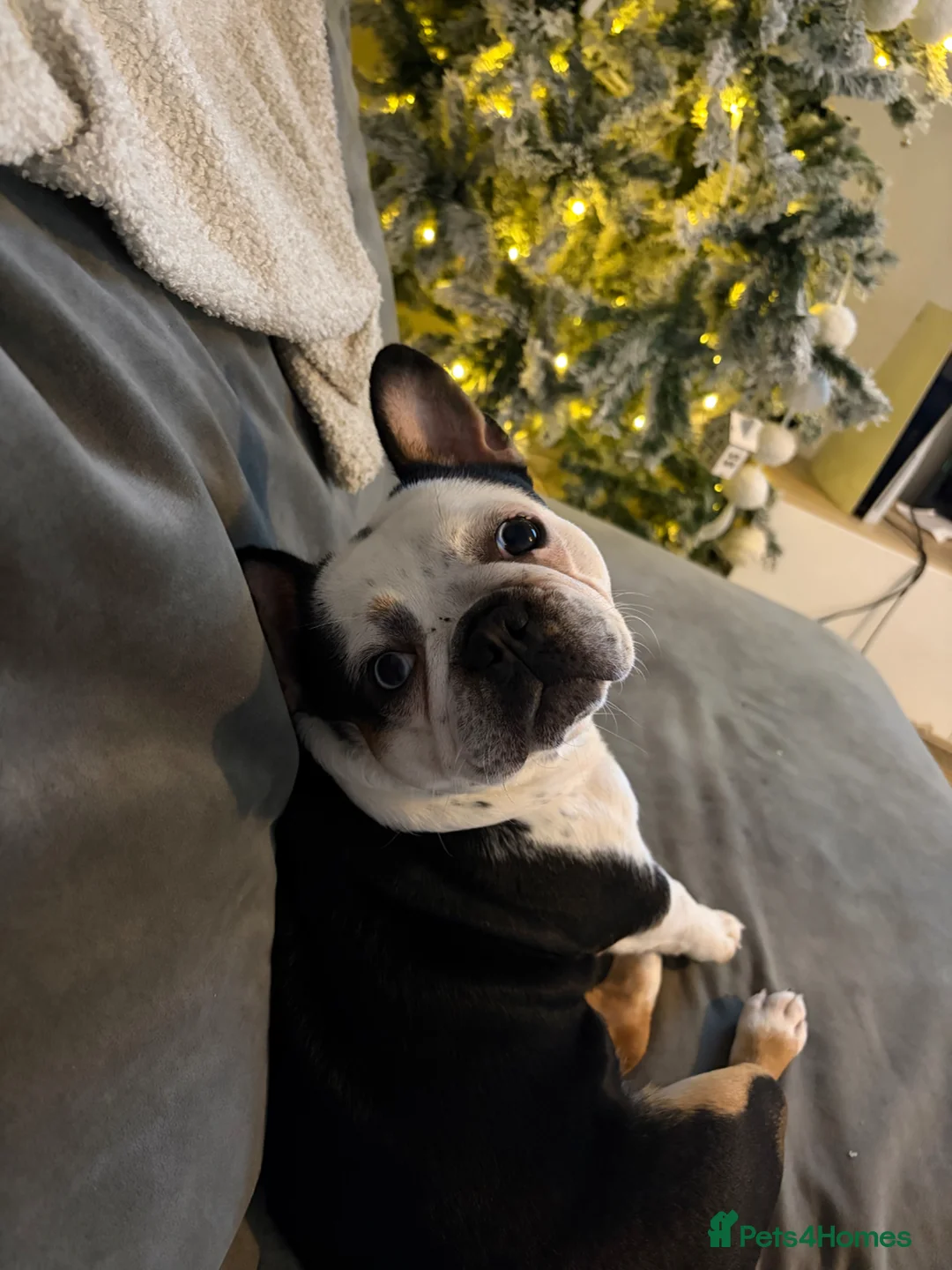 French Bulldog dogs for sale: Fully health tested French bull dog puppies  - Advert 1