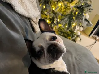 French Bulldog dogs Fully health tested French bull dog puppies - Advert 1