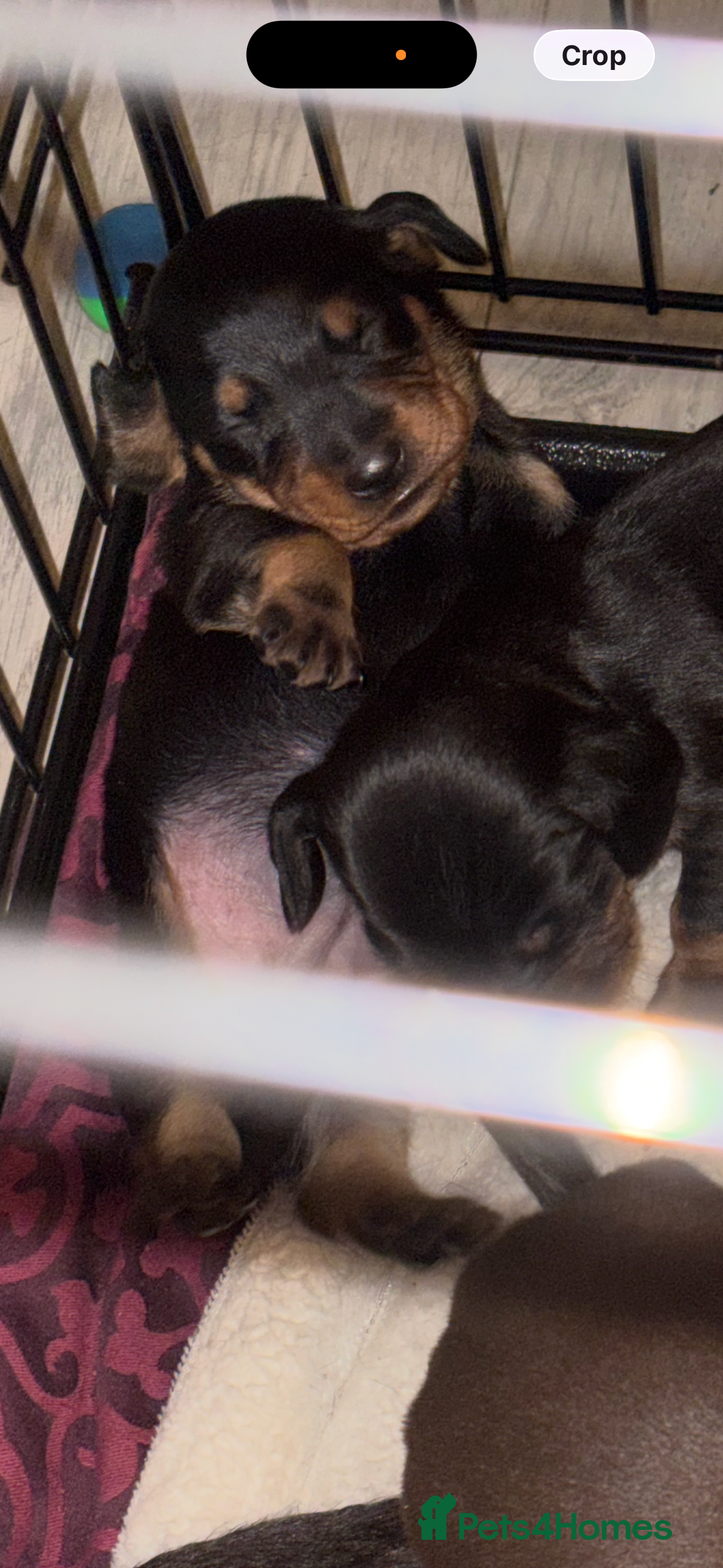 Dachshund dogs Beautiful dachshund puppies  - Advert 2