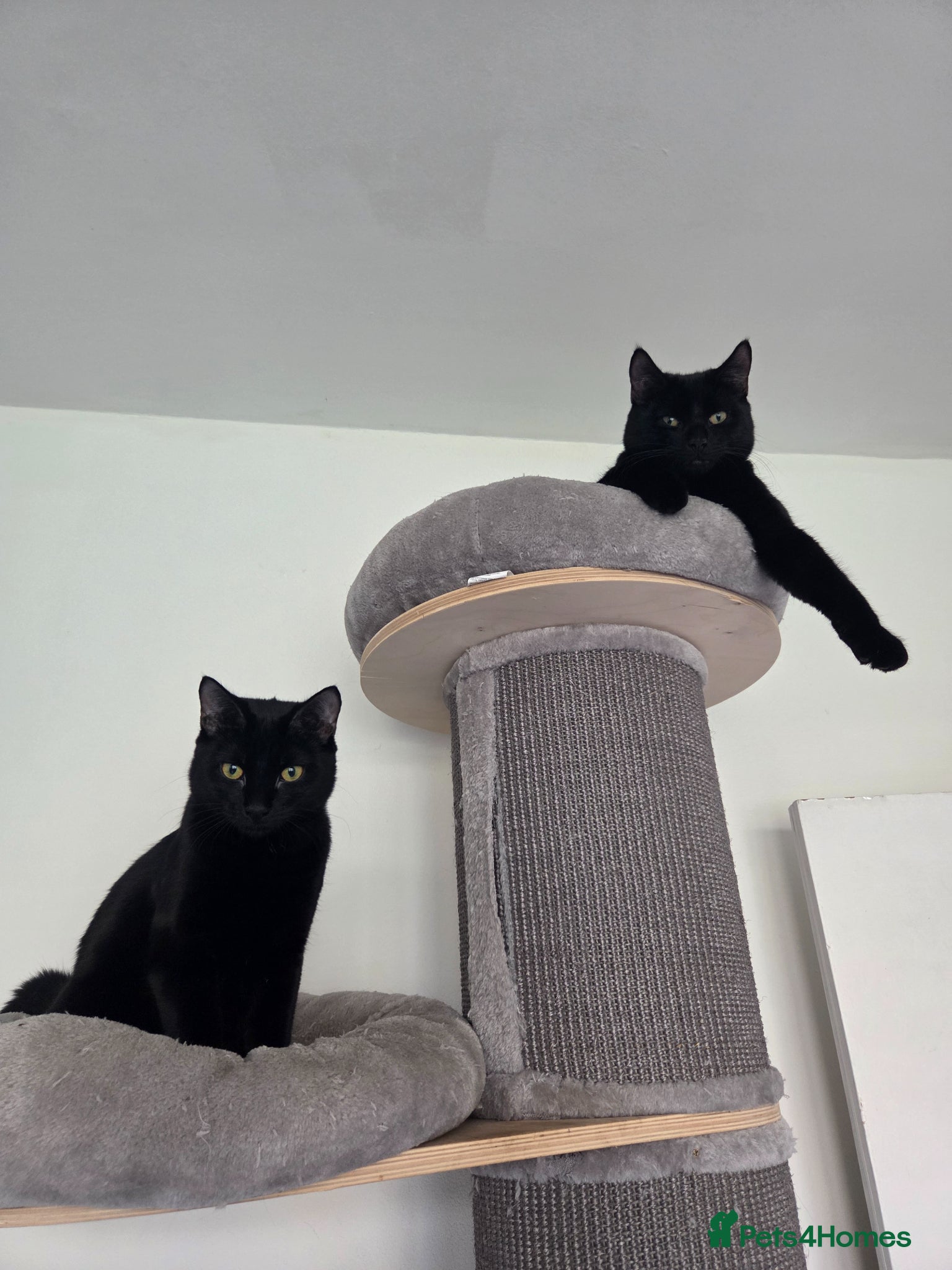 Mixed Breed cats Salem & skye (pair) £175 - Advert 1