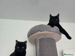 Mixed Breed cats Salem & skye (pair) £175 - Advert 1