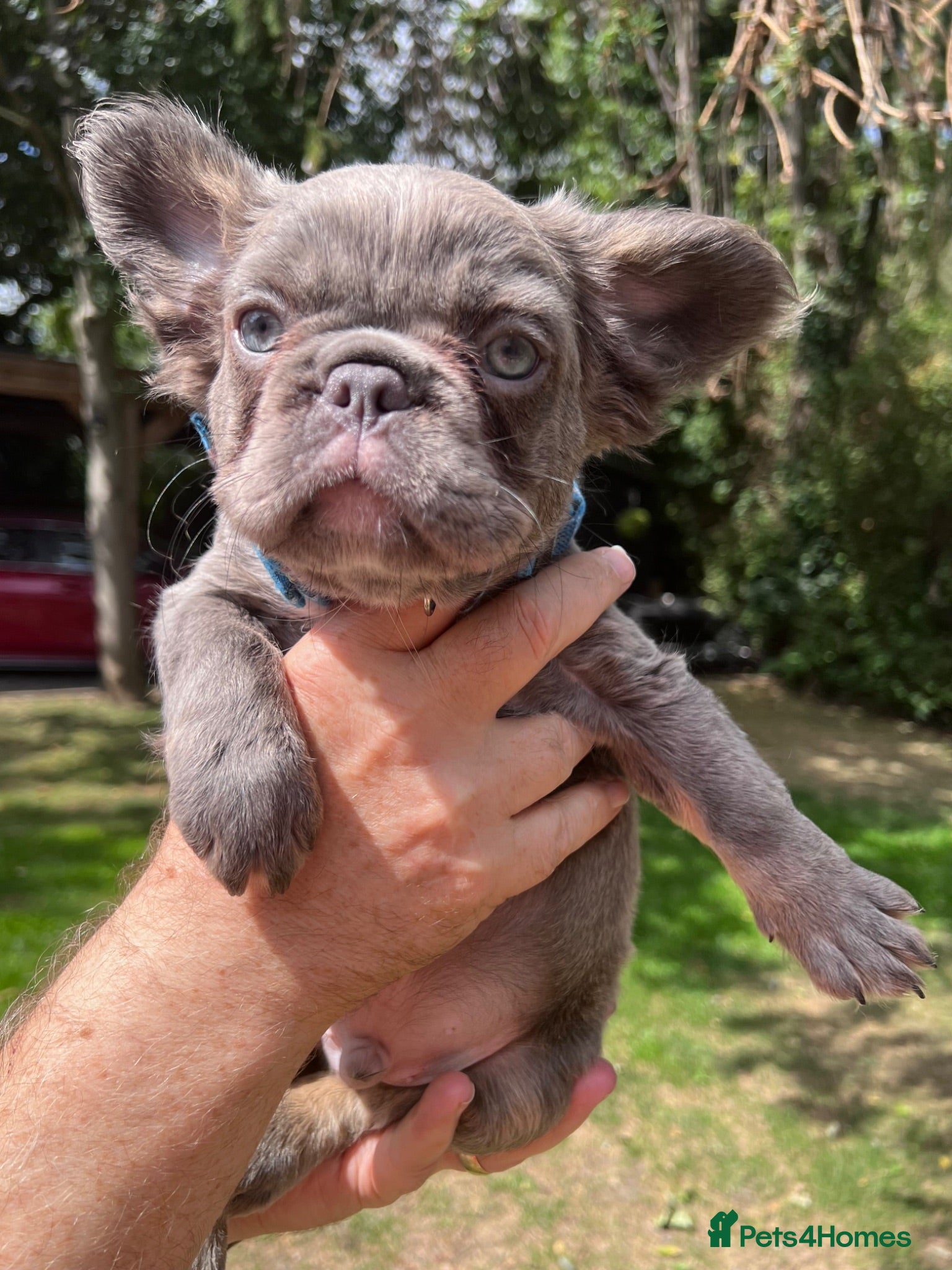 French Bulldog dogs Council Licensed Fluffy French Bulldog Puppies - Advert 2