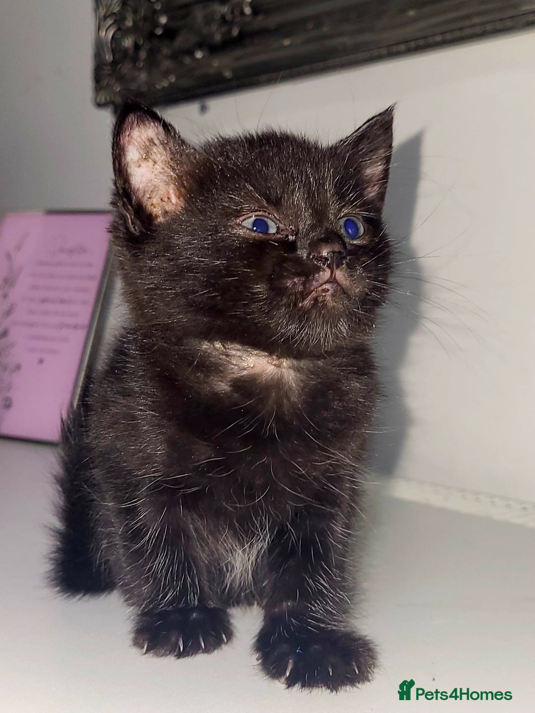 British Shorthair cats for sale: British Shorthair Kittens for sale  - Image 13