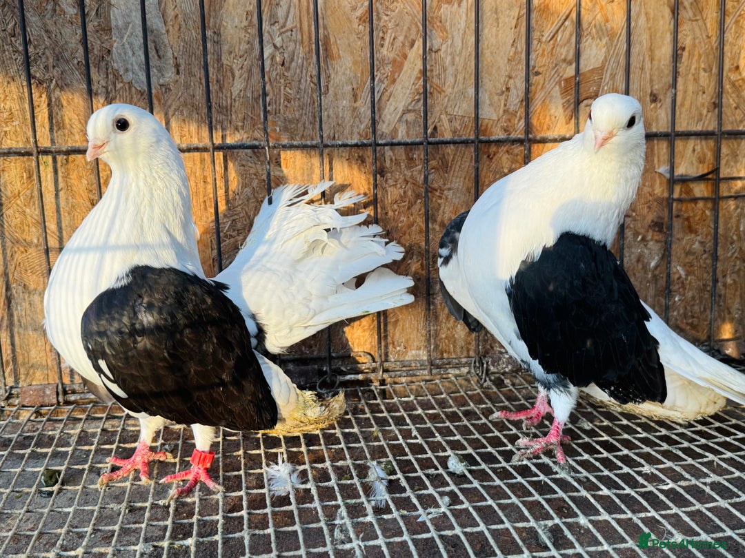 Pigeons birds for sale: TAGANROG FANCY TUMBLERS FOR SALE - Advert 4