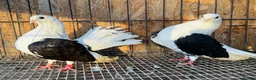 Pigeons birds for sale: TAGANROG FANCY TUMBLERS FOR SALE - Advert 4