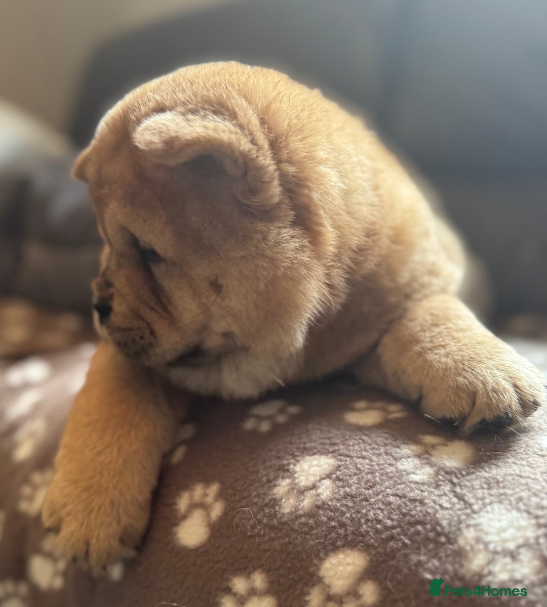 Chow Chow dogs for sale: Meet Buddy - stunning smooth - Advert 13
