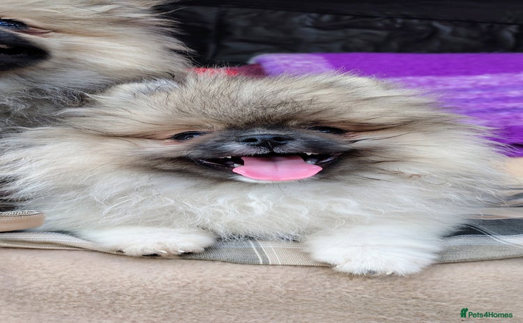 Pomeranian dogs in Taunton - Advert 1