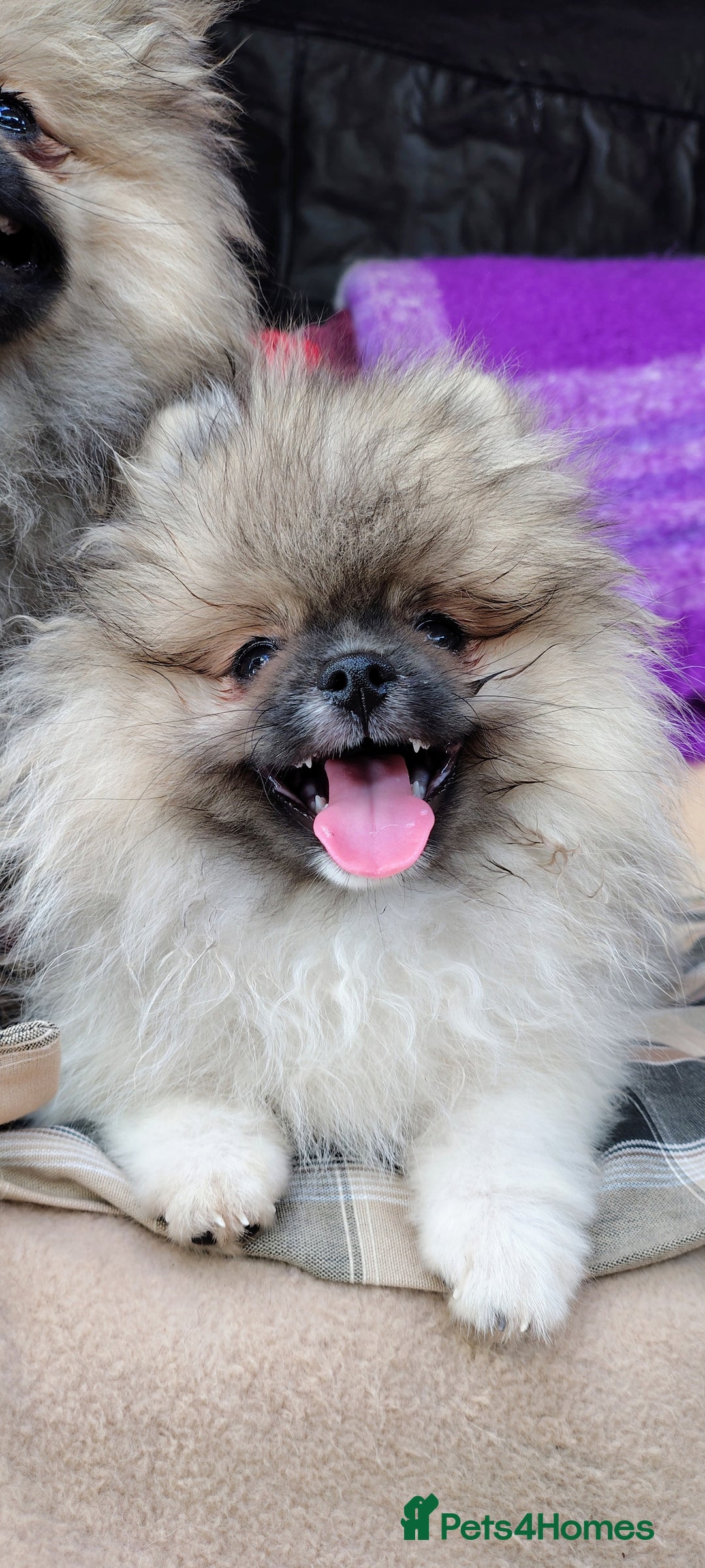Pomeranian dogs for sale: Pom puppys with Kc reg , pedigree for sale in Taunton - Image 1