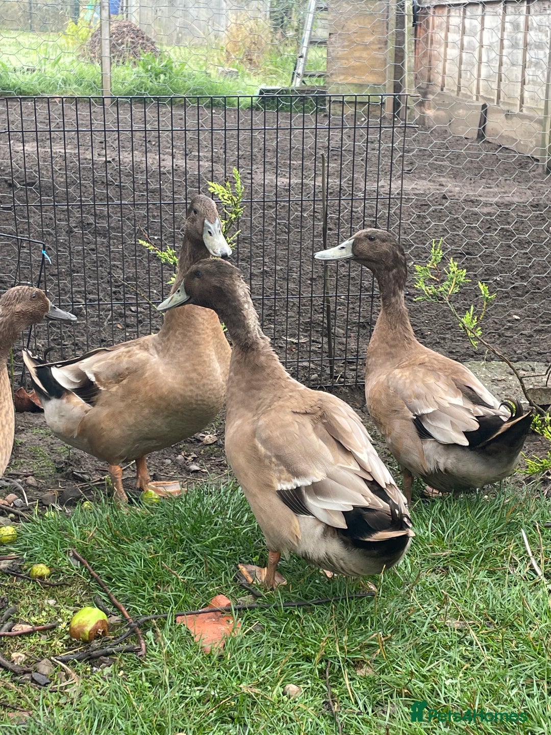 Ducks poultry for sale: Khaki Campbell drakes - Image 1