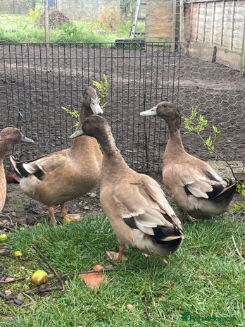 Ducks poultry - Advert 13