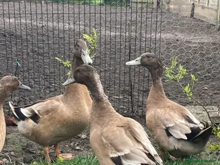 Ducks poultry Khaki Campbell drake/ Cock Golden pheasants - Advert 3