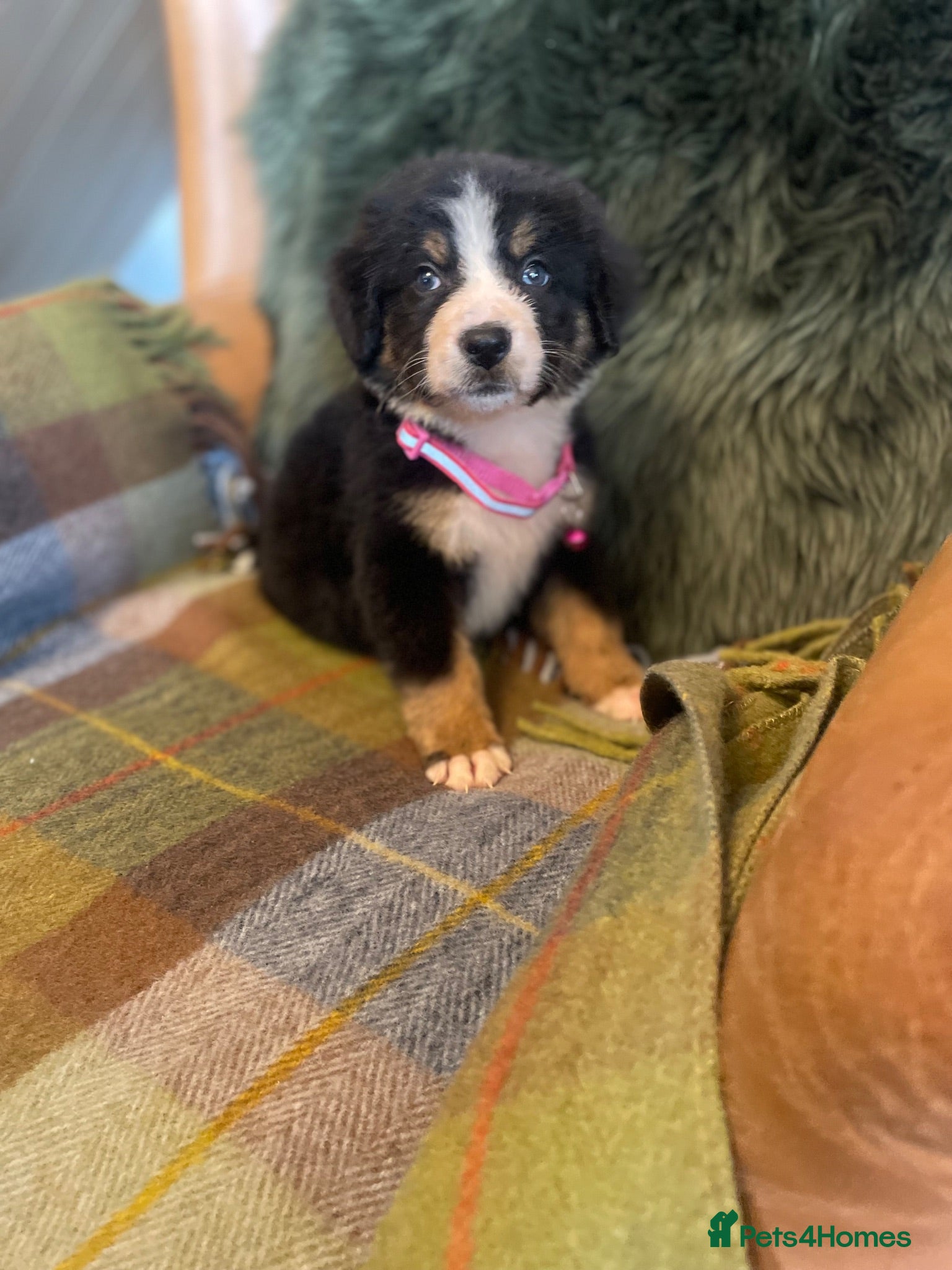 Bernese Mountain Dog dogs Stunning puppies! - Advert 2