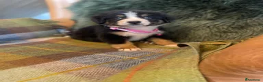 Bernese Mountain Dog 7