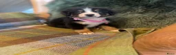 Bernese Mountain Dog dogs for sale: Stunning puppies! - Advert 10