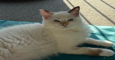 Ragdoll cats - Advert 4